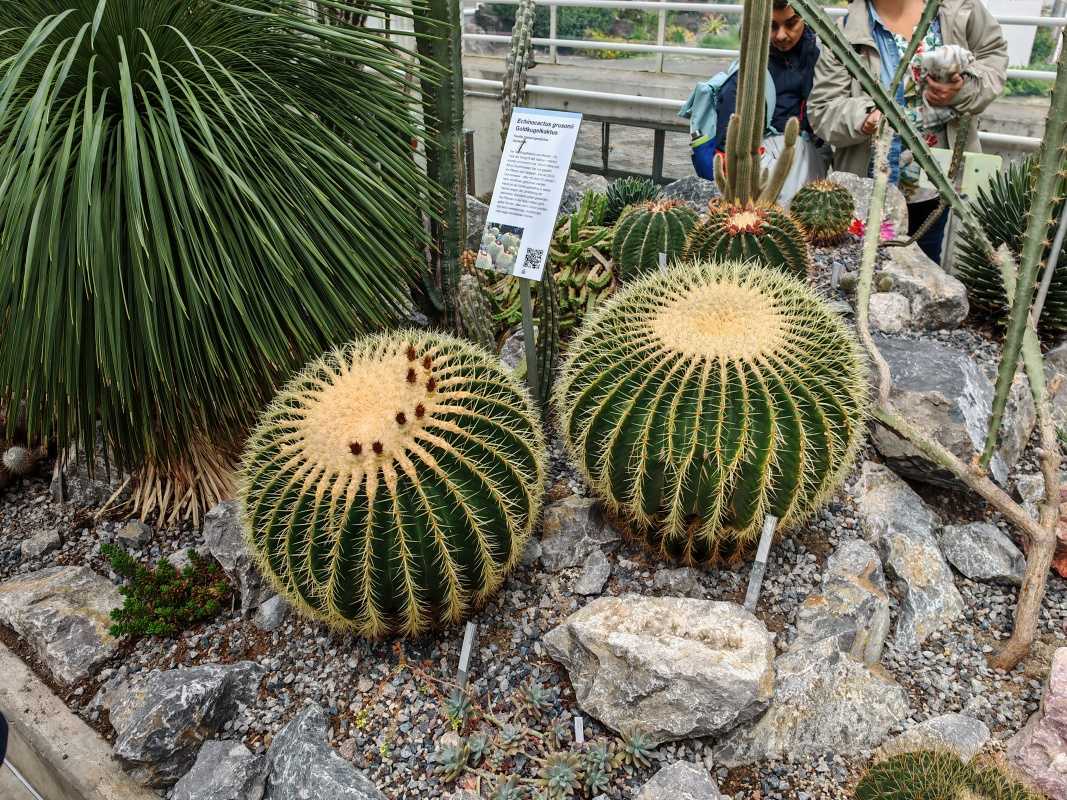 Skleníky so sukulentami