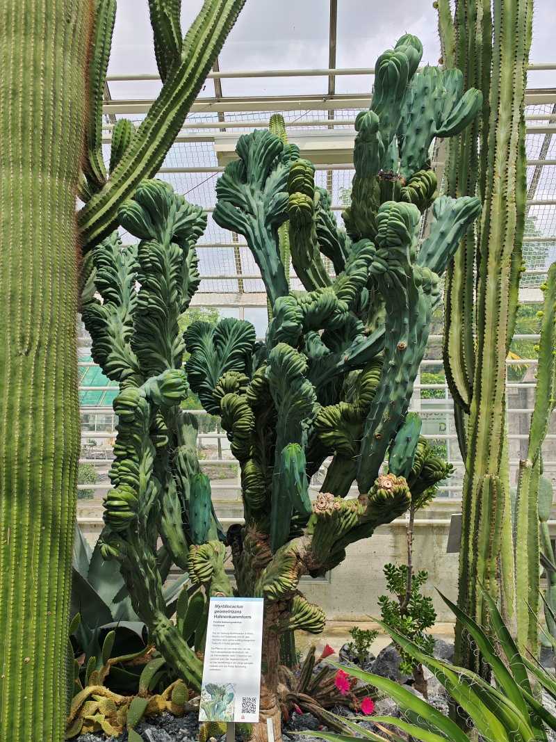 Skleníky so sukulentami, najzaujímavejší kaktus