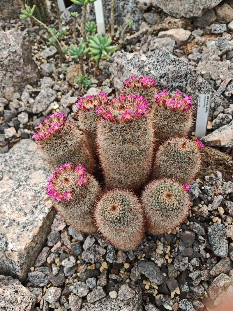 Skleníky so sukulentami