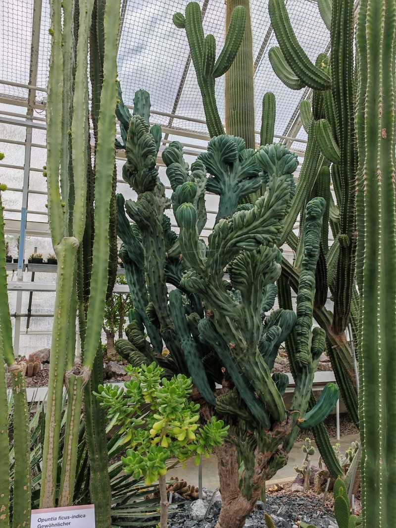 Skleníky so sukulentami, najzaujímavejší kaktus