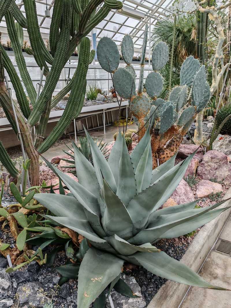 Skleníky so sukulentami